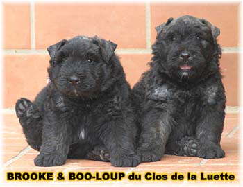 SITE WEB ELEVAGE DU CLOS DE LA LUETTE SPECIALISE POUR LE BOUVIER DES FLANDRES &copy;